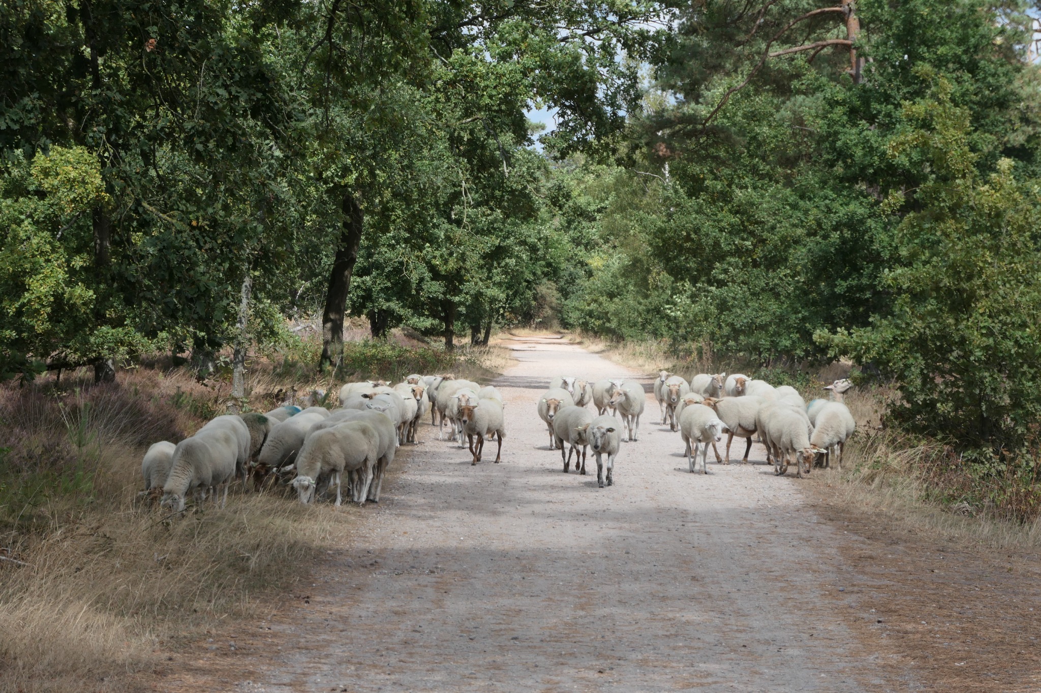 Schapen op een bospad in het Weerterbos.